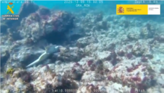 Angelote capturado
ilegalmente en Punta Mujeres.