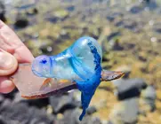 Imagen de una de las medusas localizadas por el Cabildo.