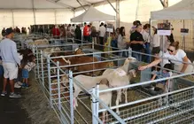 Imagen de archivo de la Feria de Ganado de Uga.