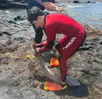 Uno de los bomberos tratando de rescatar a uno de los marrajos que quedaron atrapados en la red