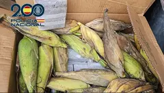 Droga incautada por la Polic&iacute;a Nacional.