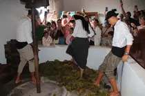 Vendimia tradicional en La Geria.