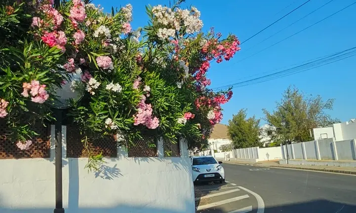 Espejo tapado por flores en Tahiche.