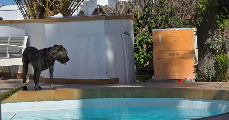 Uno de los perros agresores dentro de un domicilio.