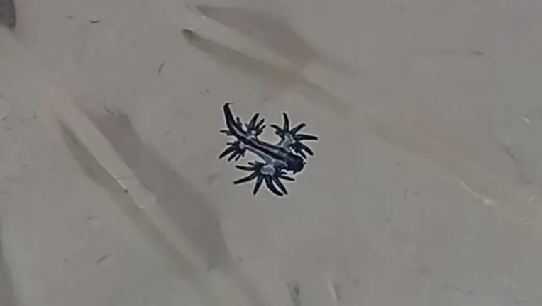 Imagen de uno de los dragones azules encontrados en la playa de La Garita.