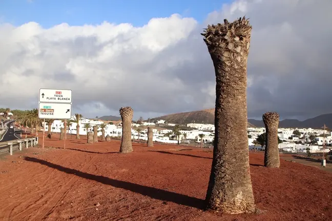 Palmeras situadas en Uga.