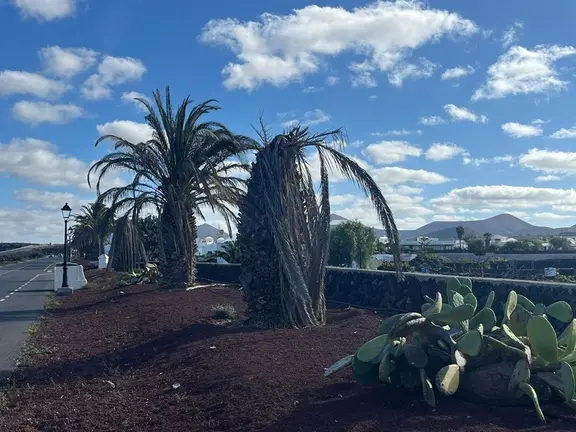 Palmeras muertas en Yaiza.