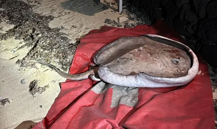 Manta Raya localizada en Las Caletas.