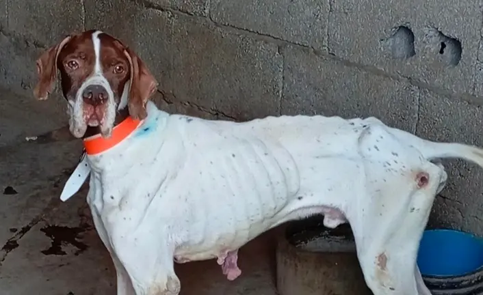 Perro rescatado en Tinajo.