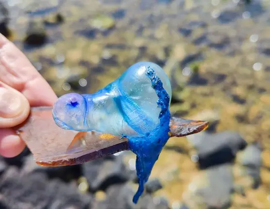 Imagen de una de las medusas localizadas por el Cabildo.