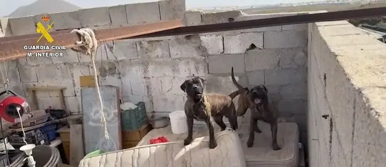 Animales encontrados por el SEPRONA.