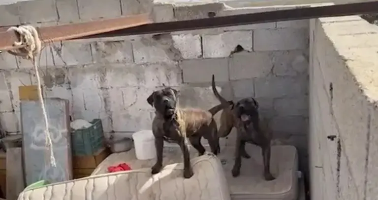 Imagen de los presas canarios localizados por la Guardia Civil.