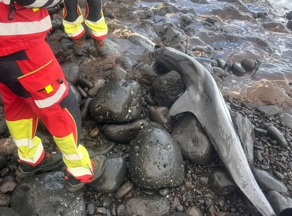 Imagen del animal muerto en las rocas.