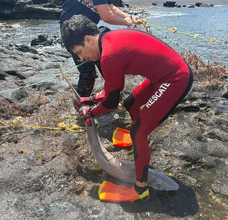 Uno de los bomberos tratando de rescatar a uno de los marrajos que quedaron atrapados en la red