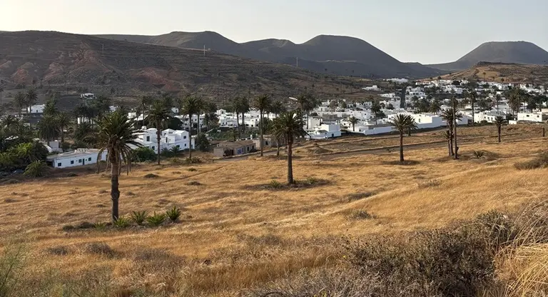 Estado de el palmeral de Har&iacute;a. 