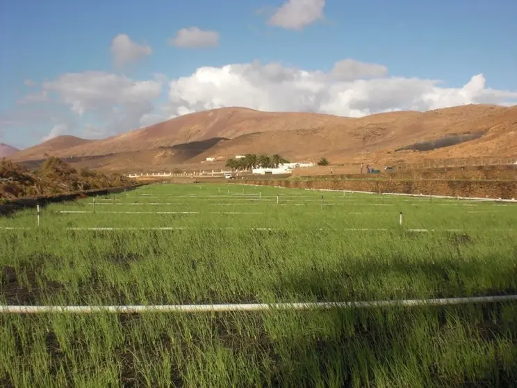 Cebollinos Lanzarote