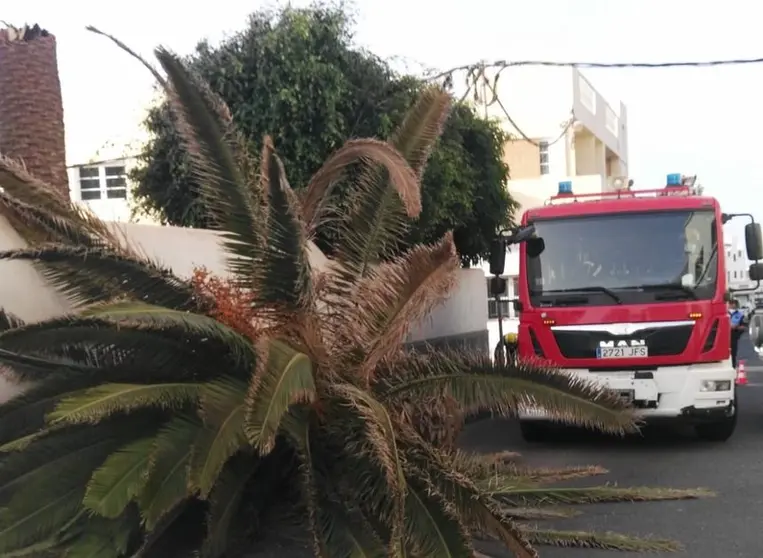 Imagen de la palmera que se cayó en la calle Folías este domingo.