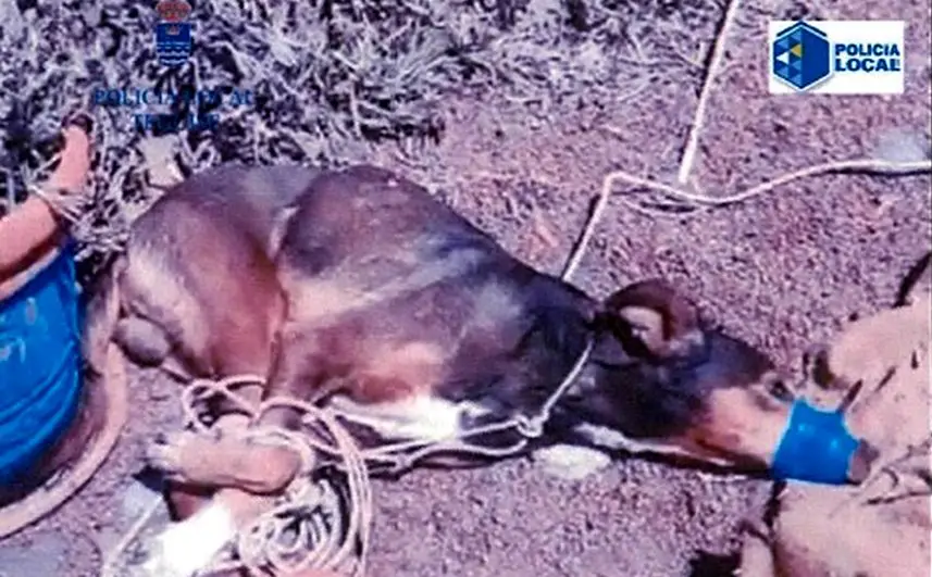 maltrato animal