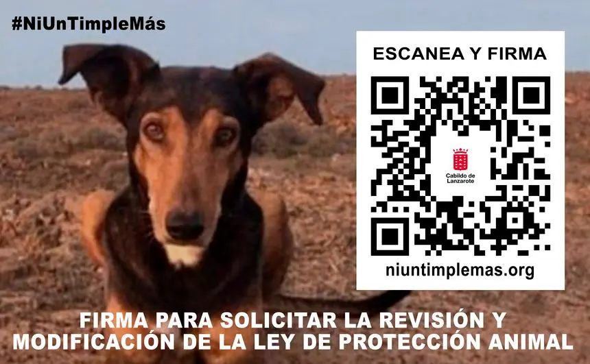 cartel timple