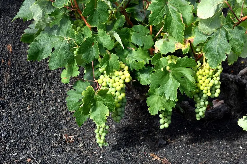 Vinos de Lanzarote