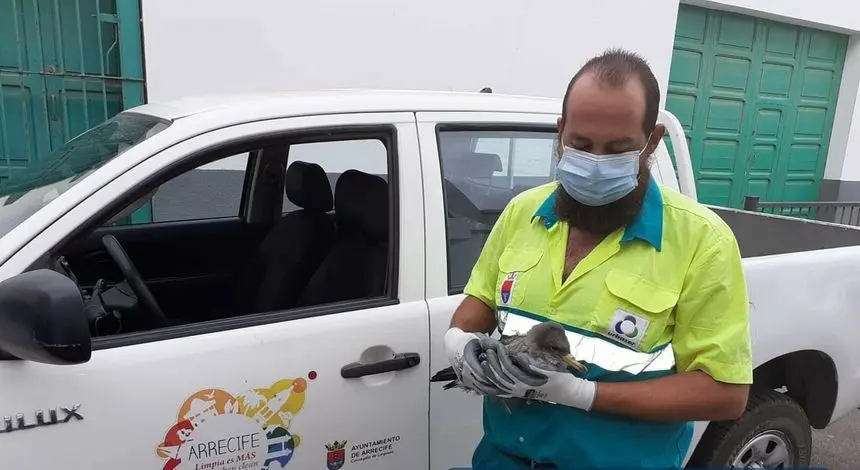 La cría de la pardela cenicienta es rescatada por un trabajador del Servicio de Limpieza del Ayuntamiento de Arrecife