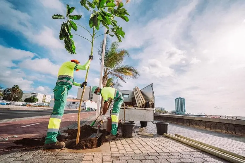 Trabajos de plantación de nuevos árboles en Arrecife