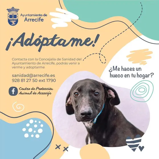 Campaña de adopción de perros por parte del Ayuntamiento de Arrecife