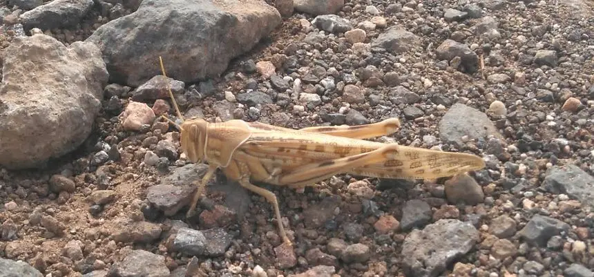 Imagen de una de las langostas que se tomó este fin de semana en una finca de San Bartolomé.