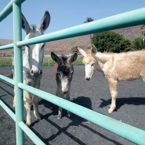 Burros en la Granja Agrícola del Cabildo (1)