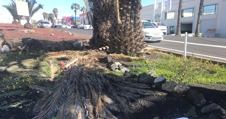 Estado del palmeral en otros municipios de la isla (1)