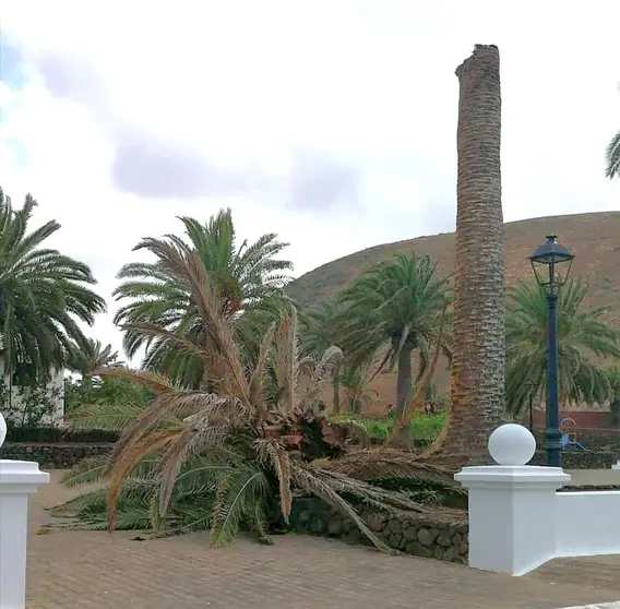 Palmera caída en la Plaza del Rincón (Imagen de Cs)