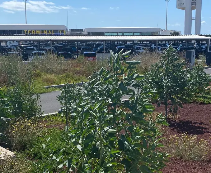 Imagen de la vegetación que se ha generado en el aeropuerto por el abandono de AENA.