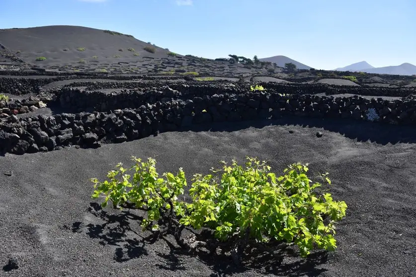 Consejo Regulador DO Lanzarote