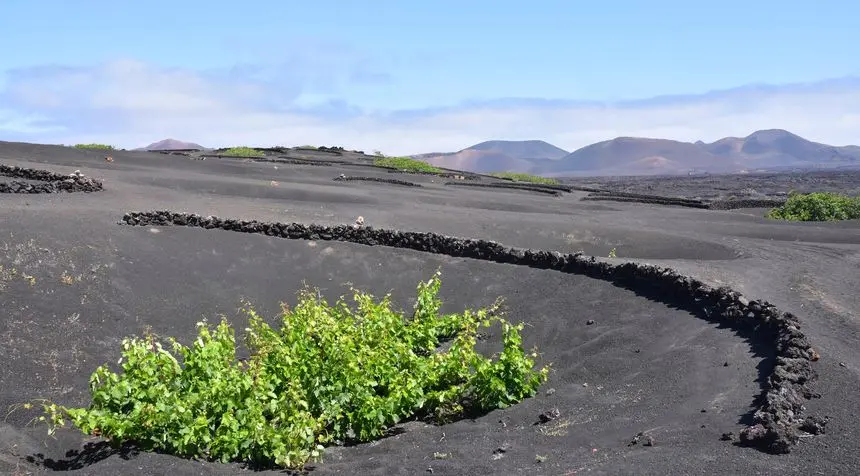 Vinos de Lanzarote (1)