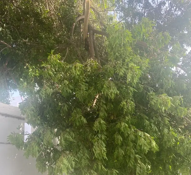 Imagen del árbol tronchado en el barrio de Titerroy