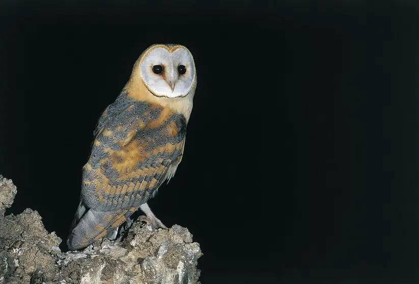 Tyto_alba_gracilirostris. Foto de Jesús Miguel González Palmero