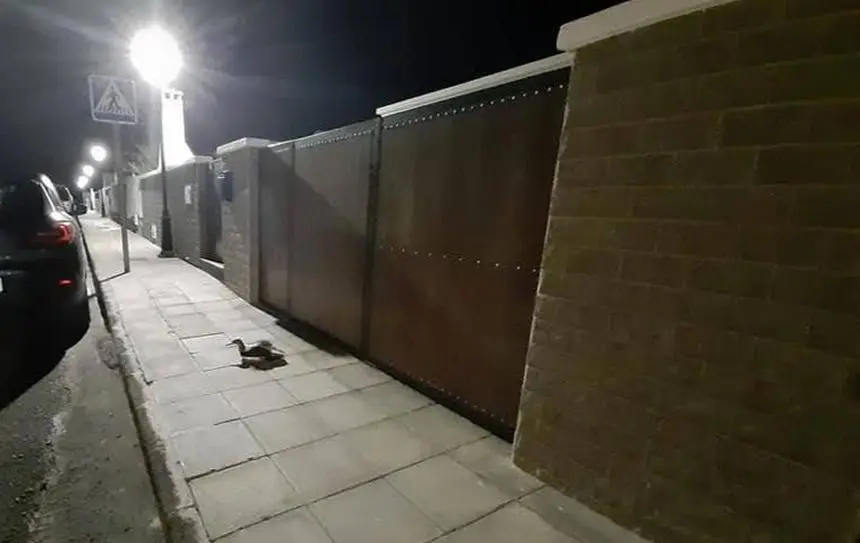 FOTO PARDELA 1