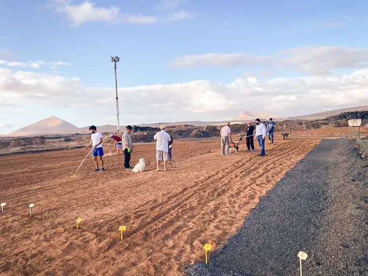 CEBOLLINOS TEGUISE 1