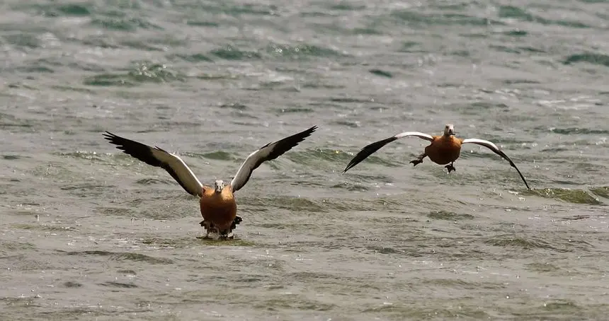 Imagen de dos tarros canelos en Lanzarote captada por Ecologistas en Acción.