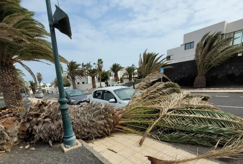 Imagen de cómo quedó la palmera tras caer por el viento