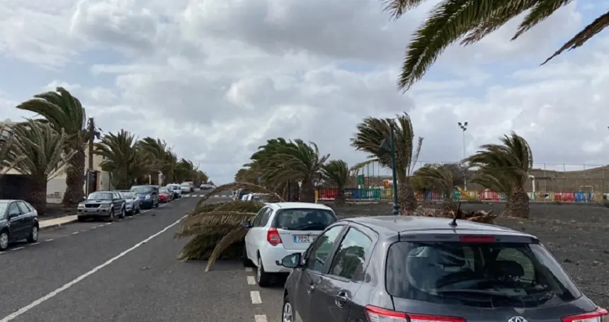 Palmeral de Costa Teguise, donde se produjo la caida de una palmera.