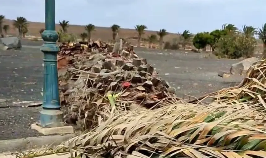 Imagen de la palmera que cayó el pasado fin de semana en Costa Teguise