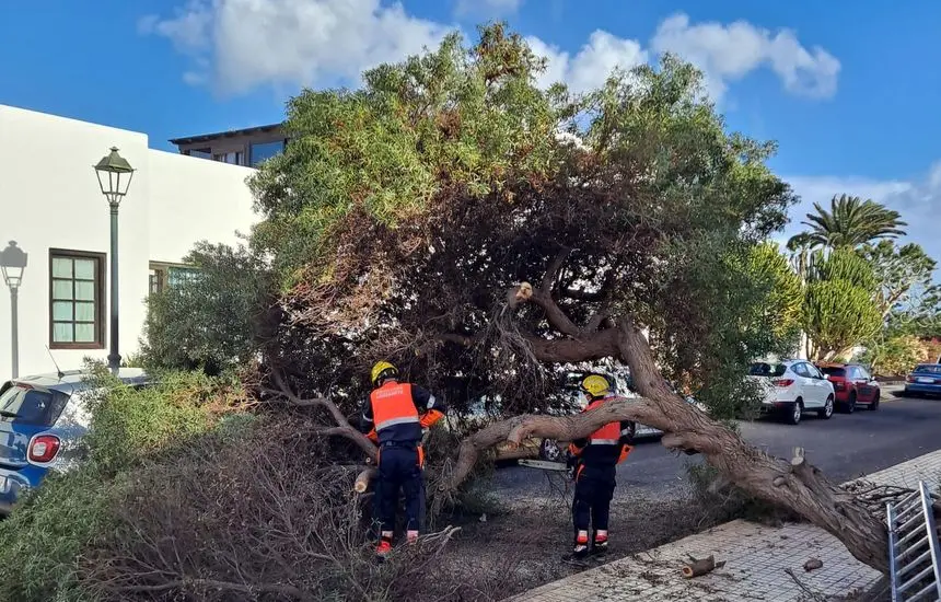 Imagen de los bomberos en el momento en el que tuvieron que retirar el árbol