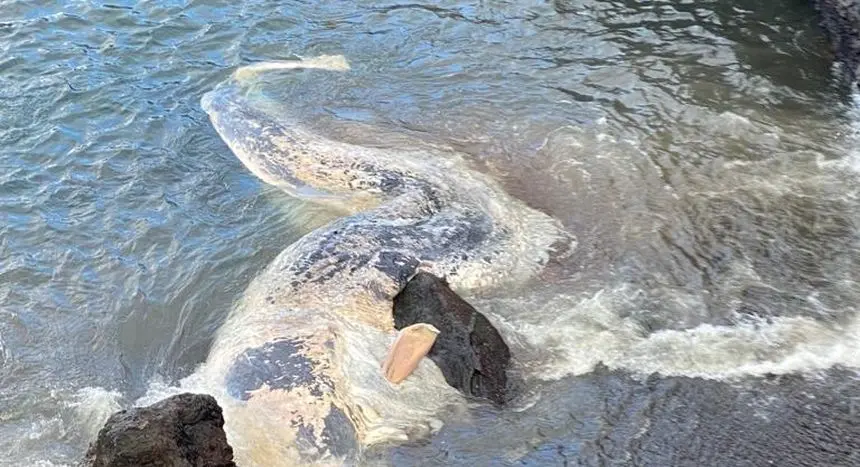 Imagen de la ballena muerta.