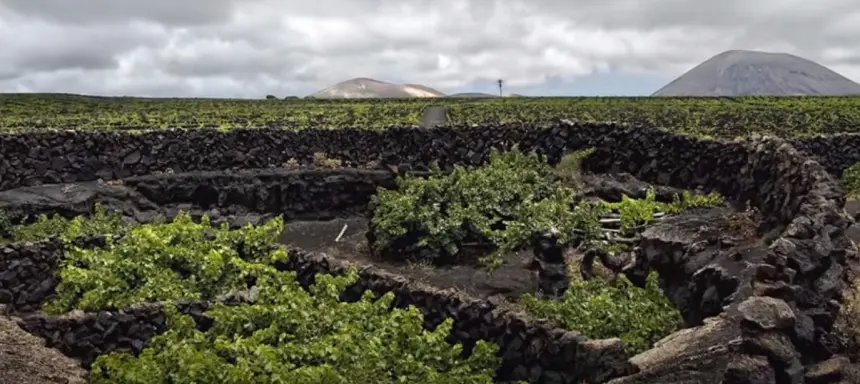 Imagen de las uvas que utiliza La Geria. 