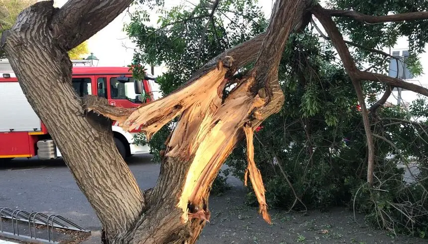 Imagen de la rama del árbol que se partió