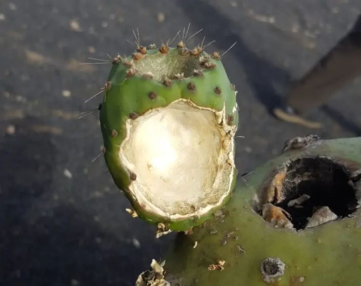 Imagen de cómo están algunos higos en la finca de Guatiza.