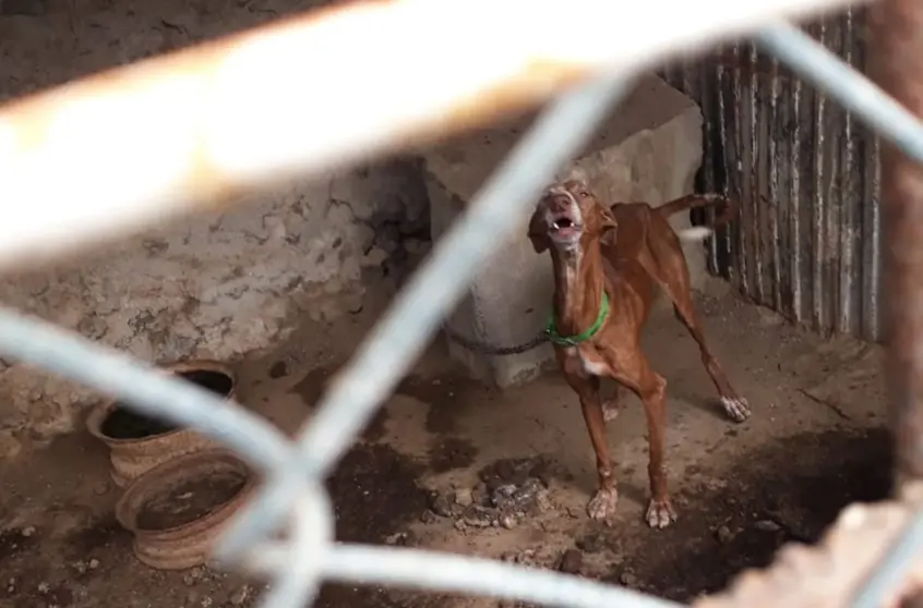 Imagen de un perro en una jaula en el municipio de Haría.