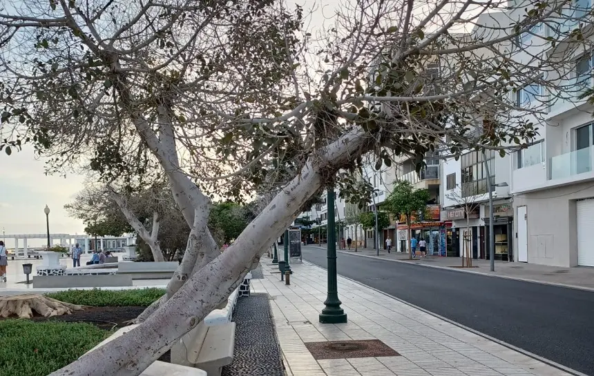 Imagen del árbol caído en Arrecife.