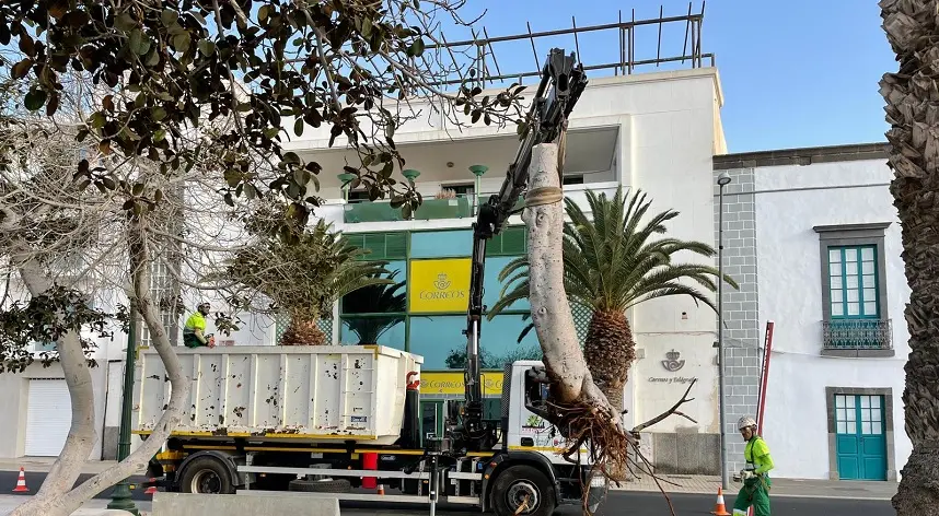 Imagen de operarios retirando el árbol del Parque Ramírez Cerda.